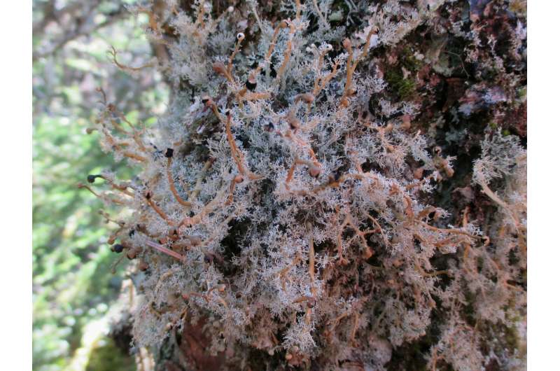 Rethinking old-growth forests using lichens as an indicator of conservation value