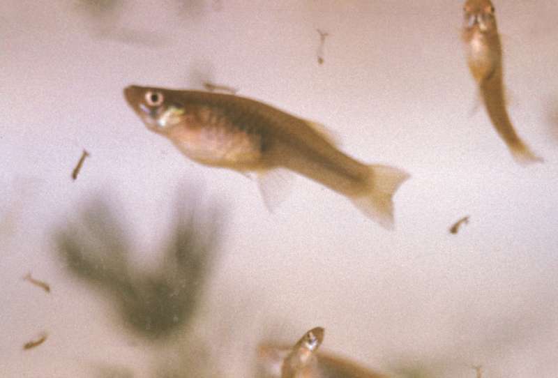 Robotic fish helps protect native species from invasive pests