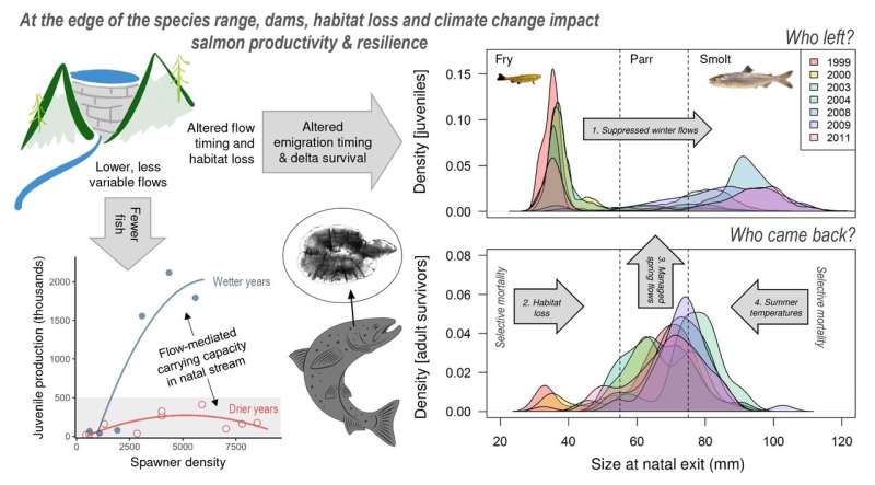 Salmon lose diversity in managed rivers, reducing resilience to environmental change