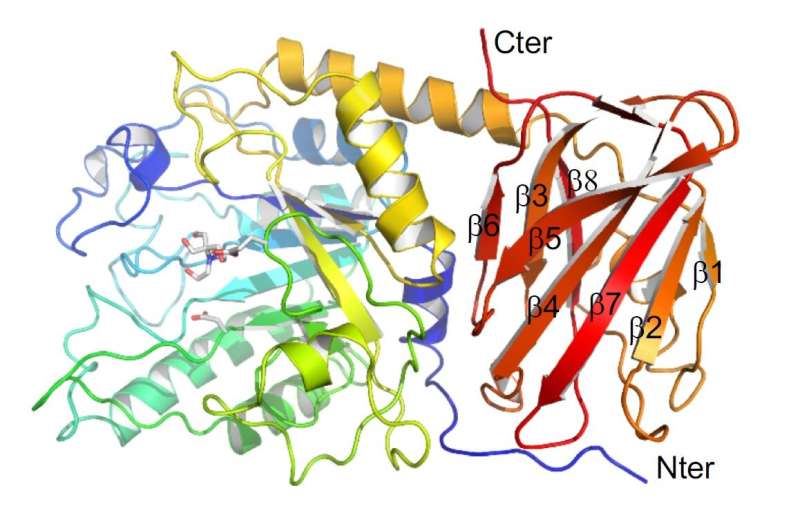 Scientists analyze 3-D model of proteins from disease-causing bacteria