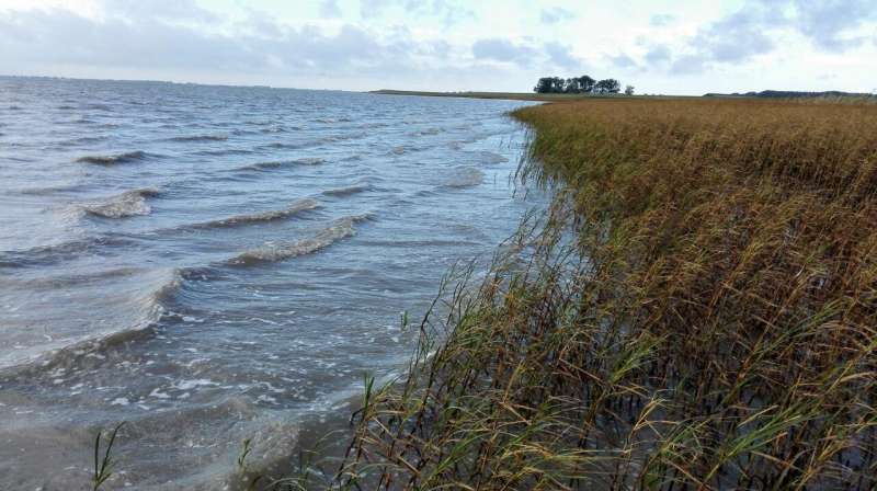 Sea level rise requires extra management to maintain salt marshes