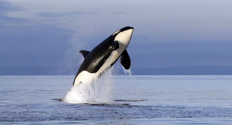 SeaWorld publishes decades of orca data to help wild whales