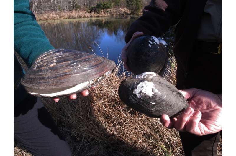 Shell shock: Giant invasive mussels eradicated from US ponds