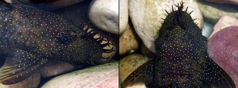 Six new species of hideously adorable tentacle-nosed catfish discovered in Amazon