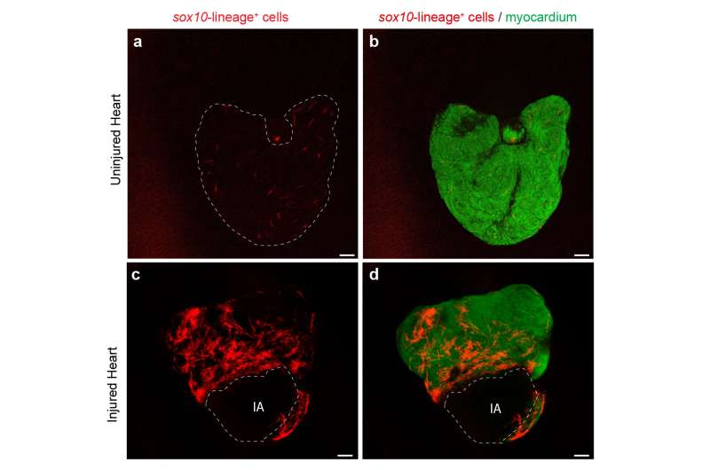 Special cells contribute to regenerate the heart in Zebrafish