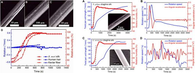 Spider dragline silk as torsional actuator driven by humidity for applications as artificial muscle