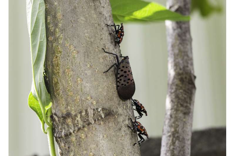 Study finds large potential range for invasive spotted lanternfly