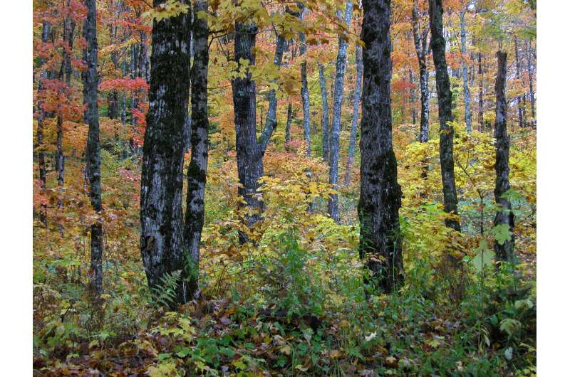 Study finds managed forests in new hampshire rich in carbon