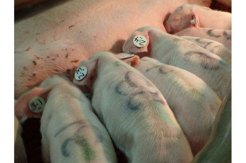 Study looks at pain relief for piglets from medicated mother's milk