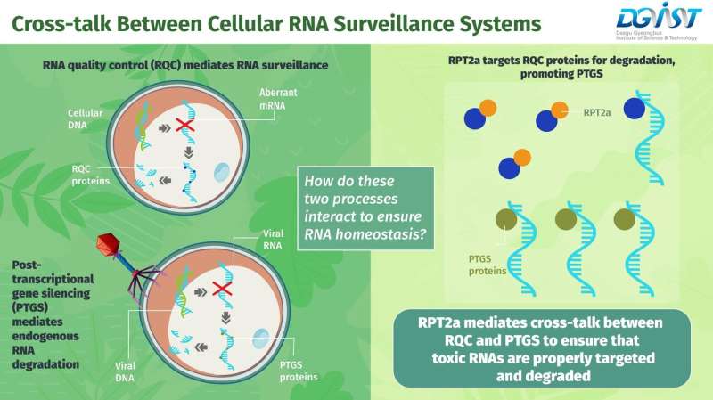 Study shows first signs of cross-talk between RNA surveillance and silencing systems