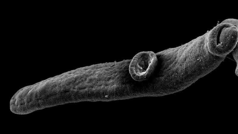 Study shows interactions between bacteria and parasites