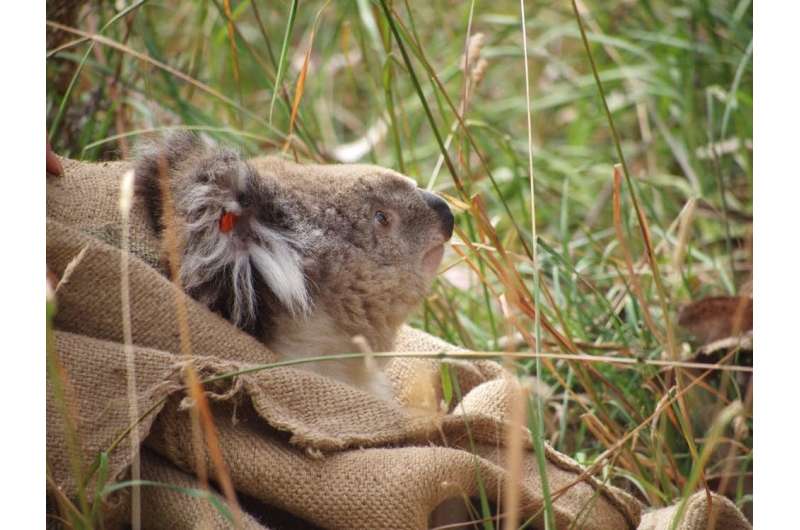 The Blinky Bill effect: when gum trees are cut down, where do the koalas go?