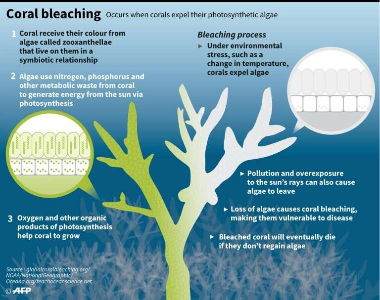 The coral bleaching process