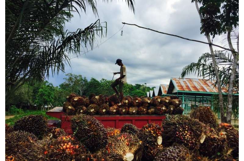 The double-edged sword of palm oil