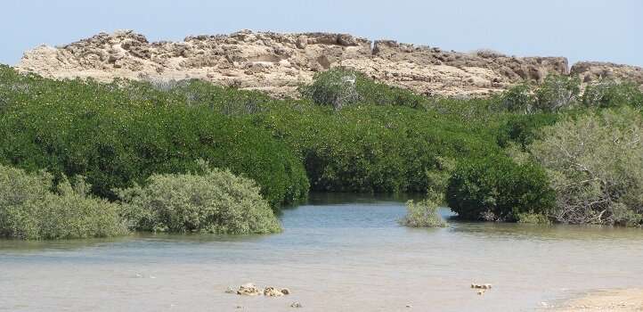The fiddlers influencing mangrove ecosystems