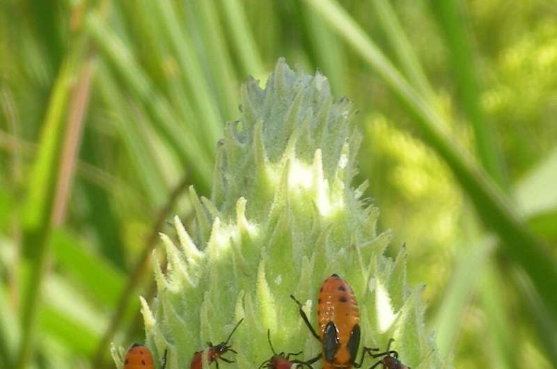 The milkweed bug's orange wings and DNA: How insects' diets are revealed by the genome