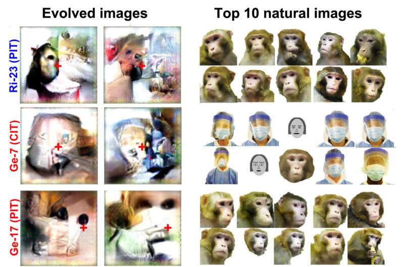 These trippy images were designed by AI to super-stimulate monkey neurons