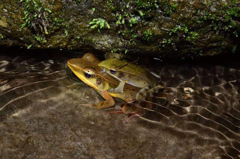 The truth about a true frog: Unknown Costa Rican frog hidden amongst a widespread species