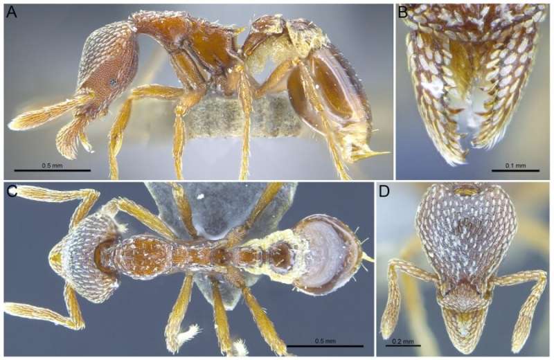 Thirteen new ant species discovered in Hong Kong