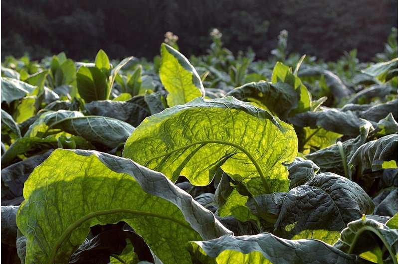 tobacco plant