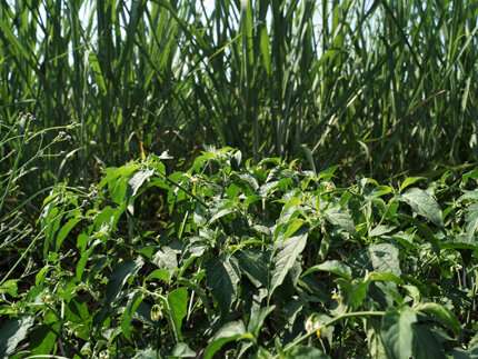 Newswise: Turning up the heat for weed control