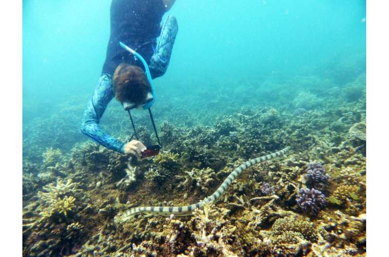 Underwater grandmothers reveal big population of lethal sea snakes