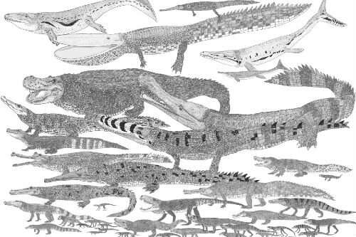 Untangling the evolution of feeding strategies in ancient crocodiles