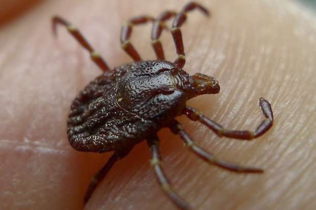 USC science races against tick-borne virus