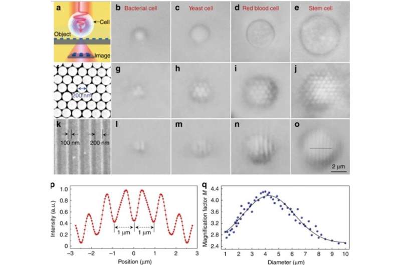 **Using a natural single-cell biomagnifier for subwavelength imaging: seeing smaller through cells