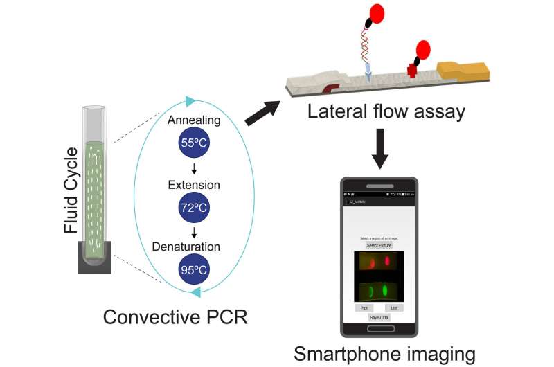 Using quantum dots and a smartphone to find killer bacteria