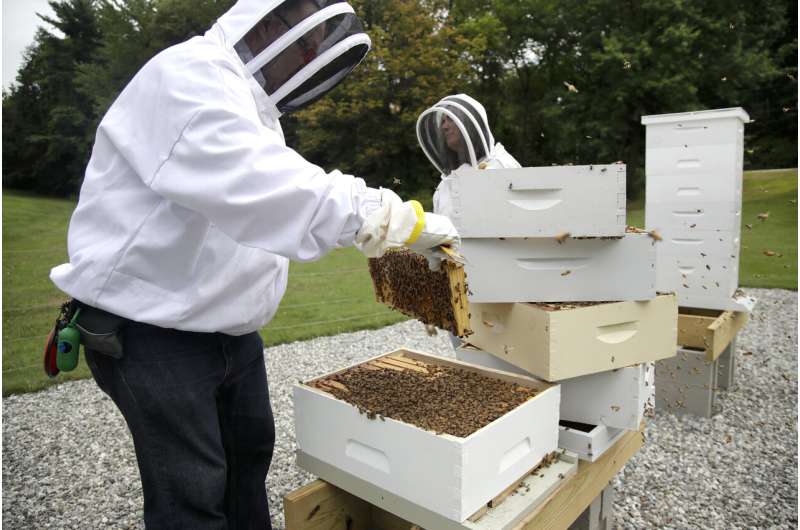 Veterans with PTSD, anxiety turn to beekeeping for relief