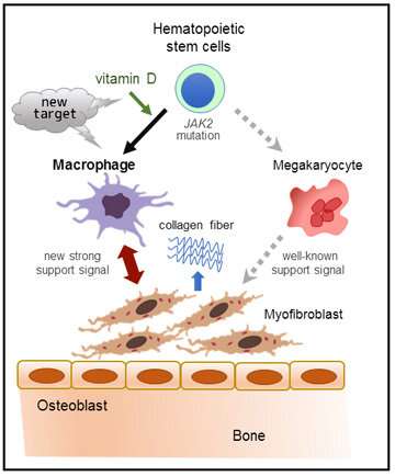 Vitamin D and immune cells stimulate bone marrow disease