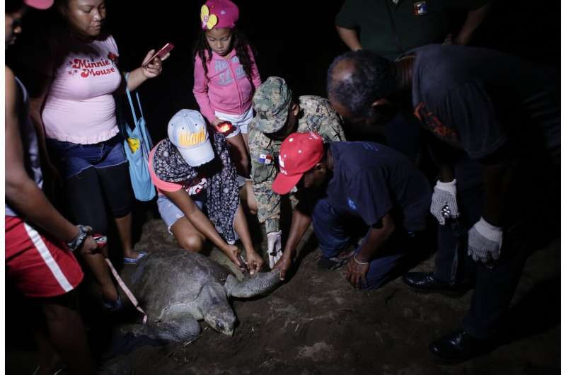 Volunteers conserve vulnerable sea turtles in remote Panama