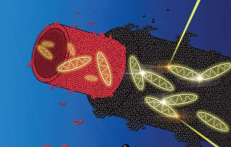 Watching energy transport through biomimetic nanotubes