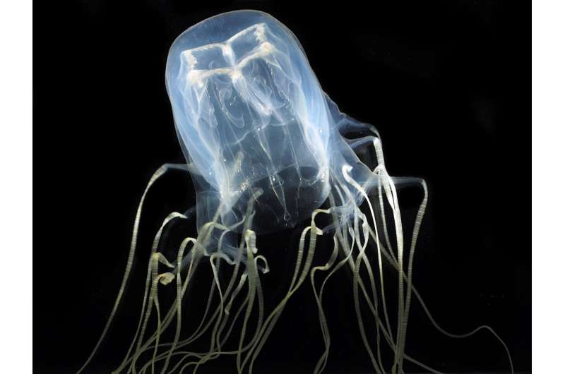 What makes a jellyfish?