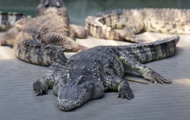 When and where do Nile crocodiles attack? Here's what we found