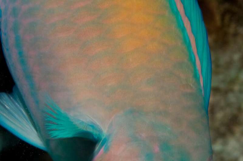 When reefs die, parrotfish thrive
