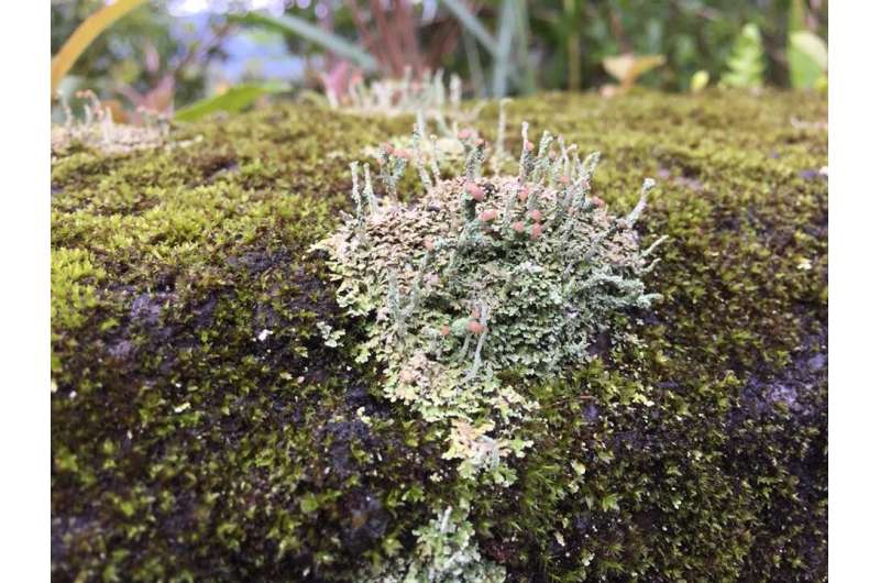 When the dinosaurs died, lichens thrived