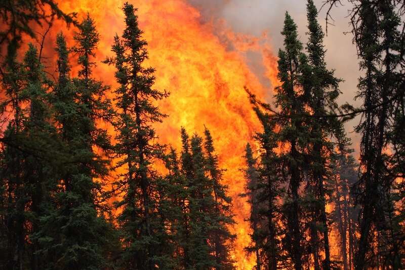 Wildfires could permanently alter Alaska's forest composition