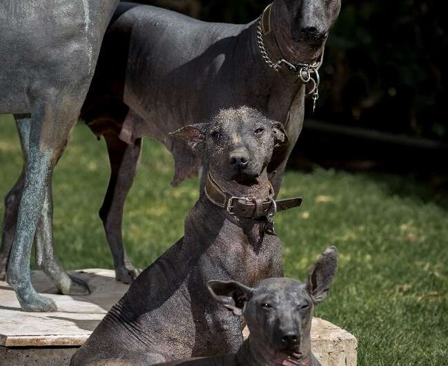 Xoloitzcuintles were able to survive largely thanks to the mountains in southern Mexico, where they lived in the wild before bei