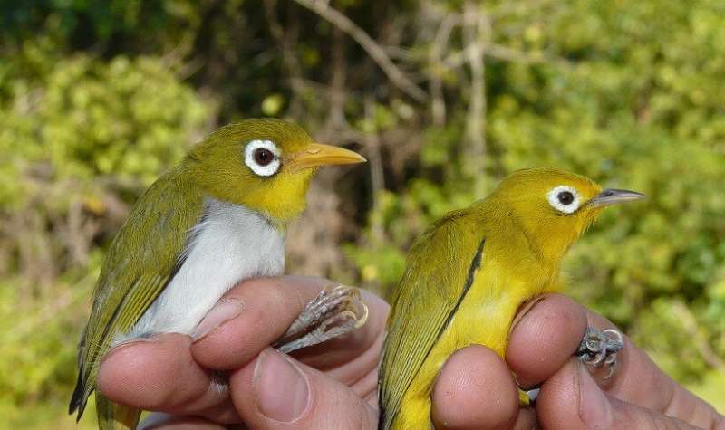 Zoologists discover two new bird species in Indonesia