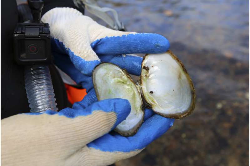 Scientists seeking cause of huge freshwater mussel die-off