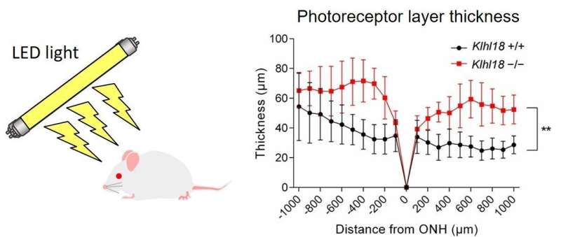 Researchers discover molecular light switch in photoreceptor cells