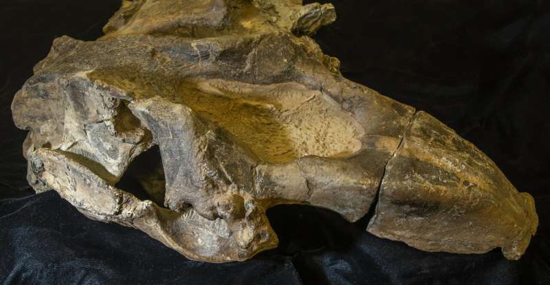 20-million-year-old tusked sea cow is Central America's oldest marine mammal