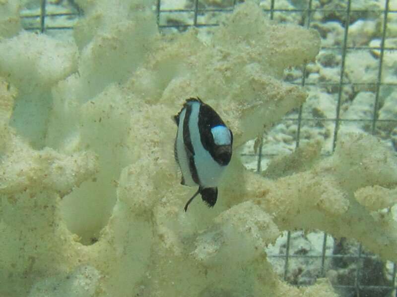 New study shows coral reef fish do not mind 3-D-printed corals