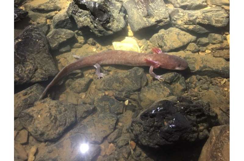 Researchers discover record-breaking salamander