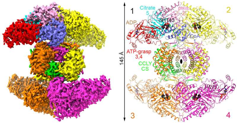 Scientists decipher 3D structure of a promising molecular target for cancer treatment