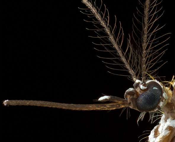 Scientists discover how mosquitoes zero in on our sweat