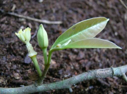 New species of tree discovered in Tanzania mountains