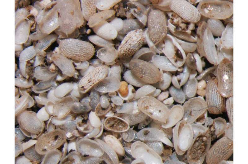 Researchers trace 3,000 years of monsoons through shell fossils